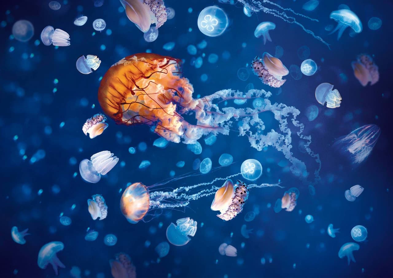 COMBO: SEA LIFE London Aquarium + FREE Hubby eSim - image 6